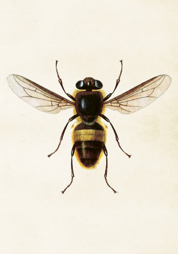 Vintage plakat / čebela / 35 x 50