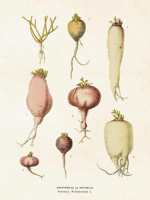 Vintage plakat / gomolji / 18 x 24