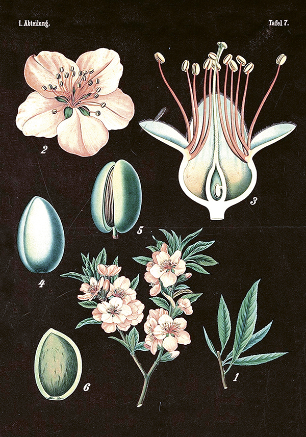 Vintage plakat / cvet češnje / 35 x 50