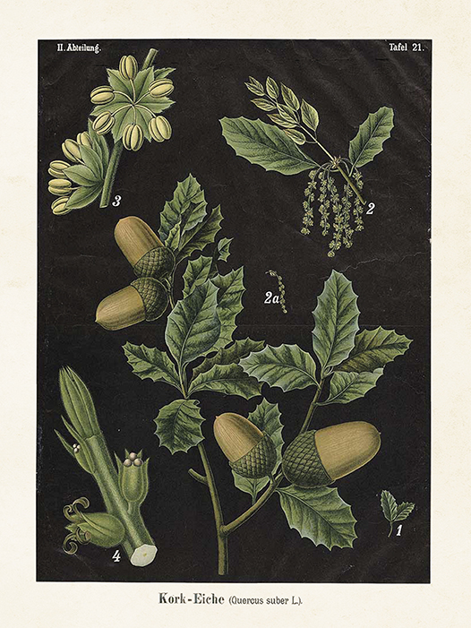 Vintage plakat / želod / 18 x 24