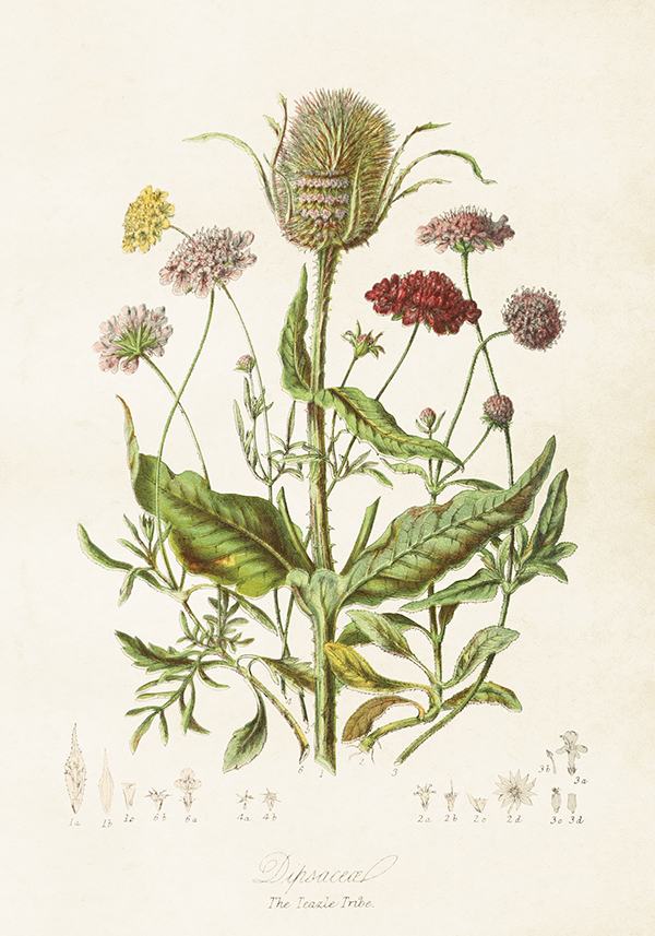 Vintage plakat / poletni travnik / 35 x 50