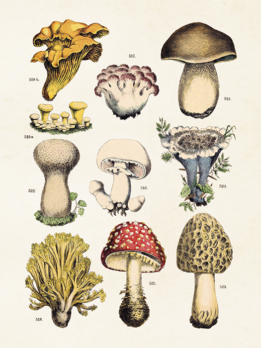 Vintage plakat / gobe / 18 x 24