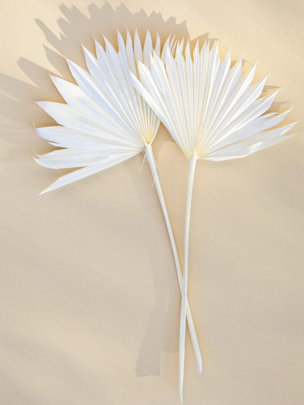 Palmin list / 2 kosa / bel