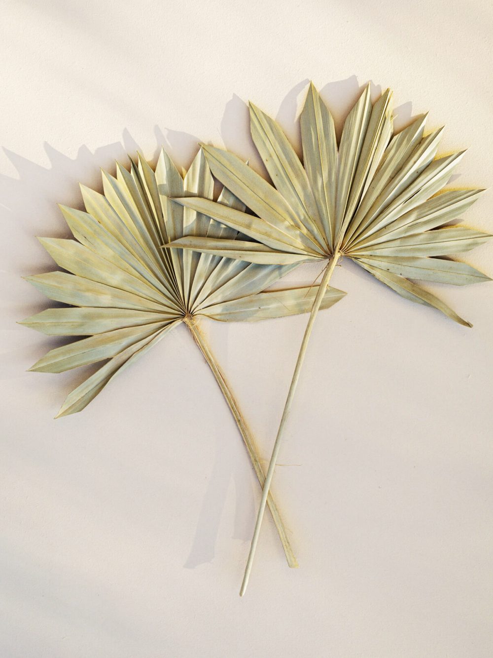 Palmin list / 2 kosa / natur