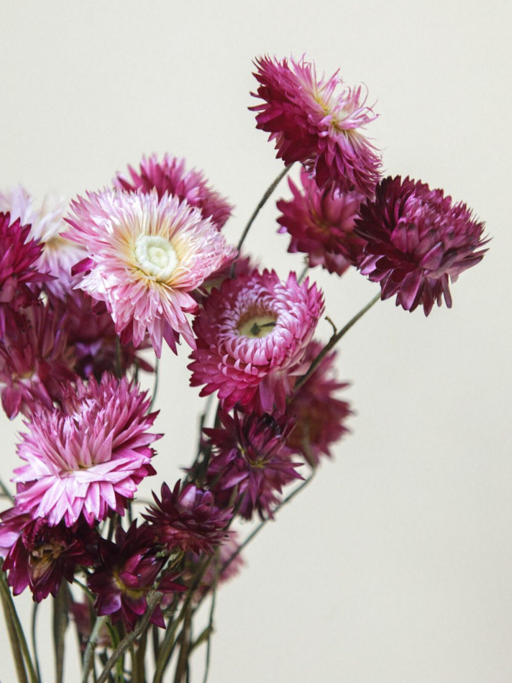 Helichrysum / temno roza