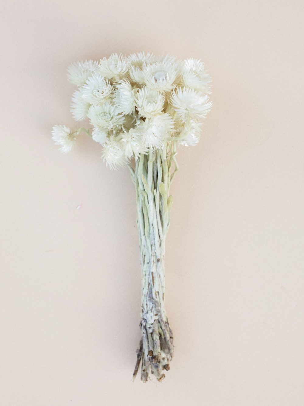 Helichrysum vestitum