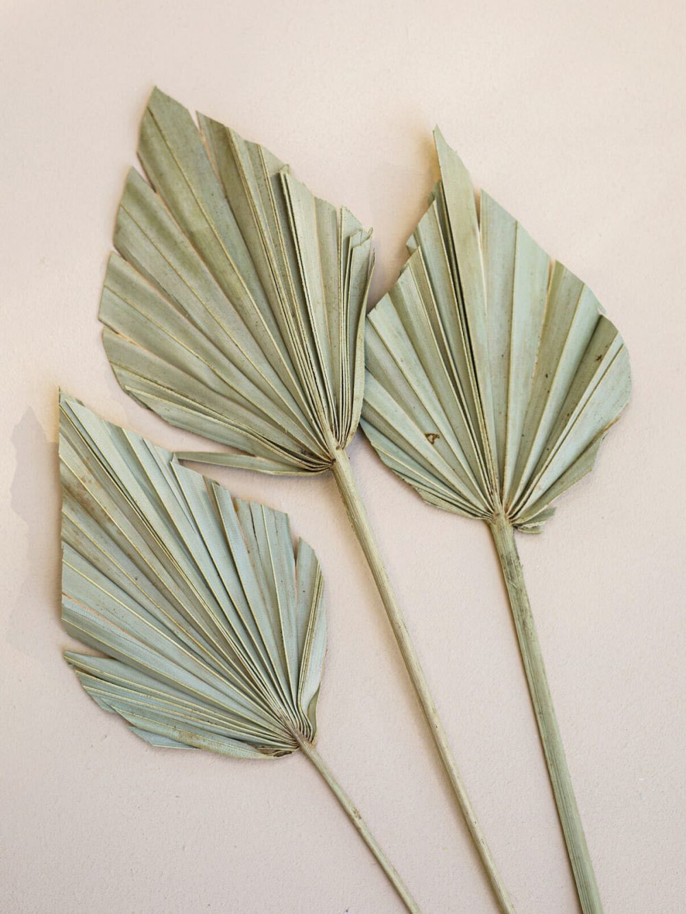 Palmin list / 3 kosi / natur