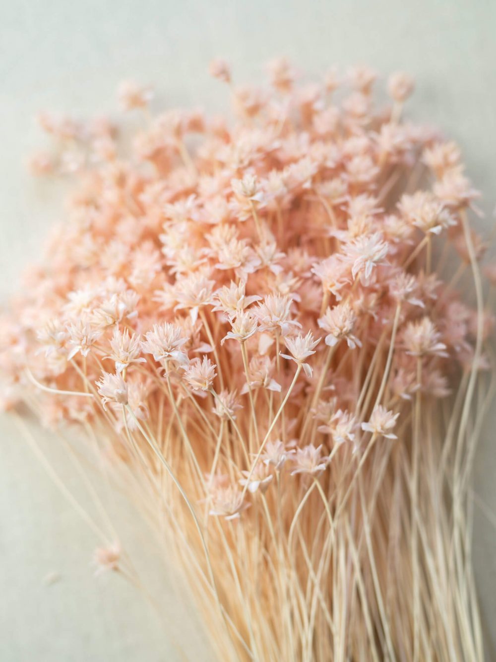 Hill flower / roza / 30 kosov