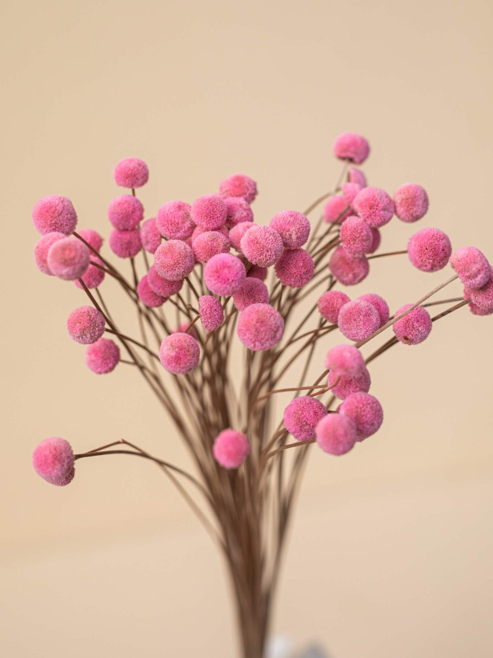 Buttons / roza / 30 kosov