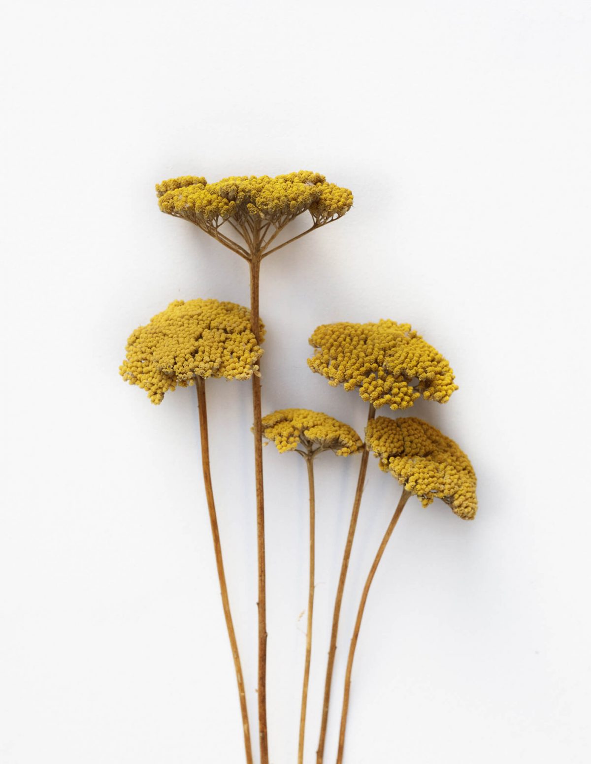 Rumen Rman Rman / rumen/ 5 vejic – Floradekora