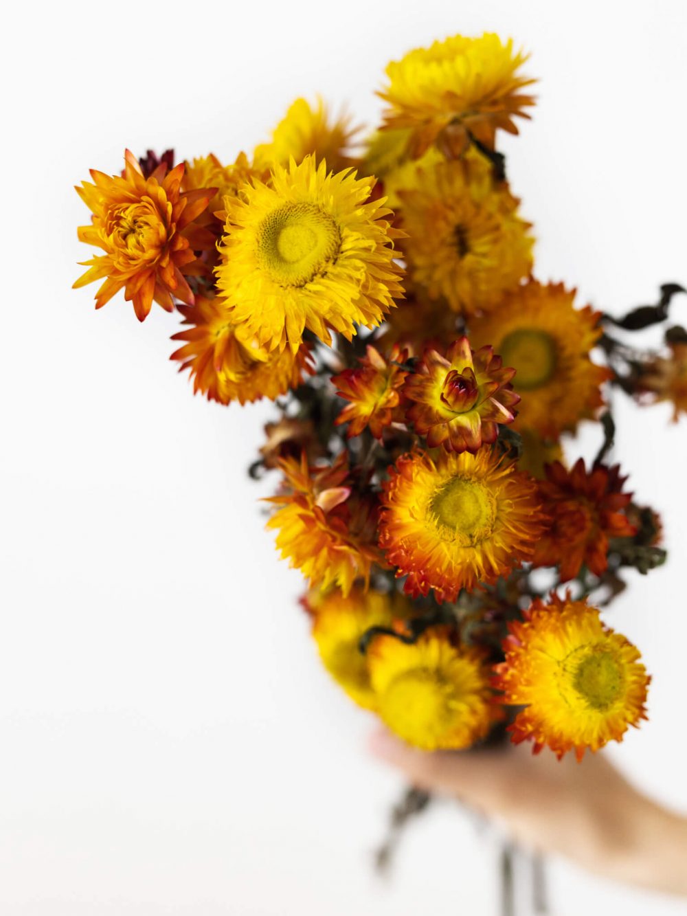 Helichrysum / oranžen