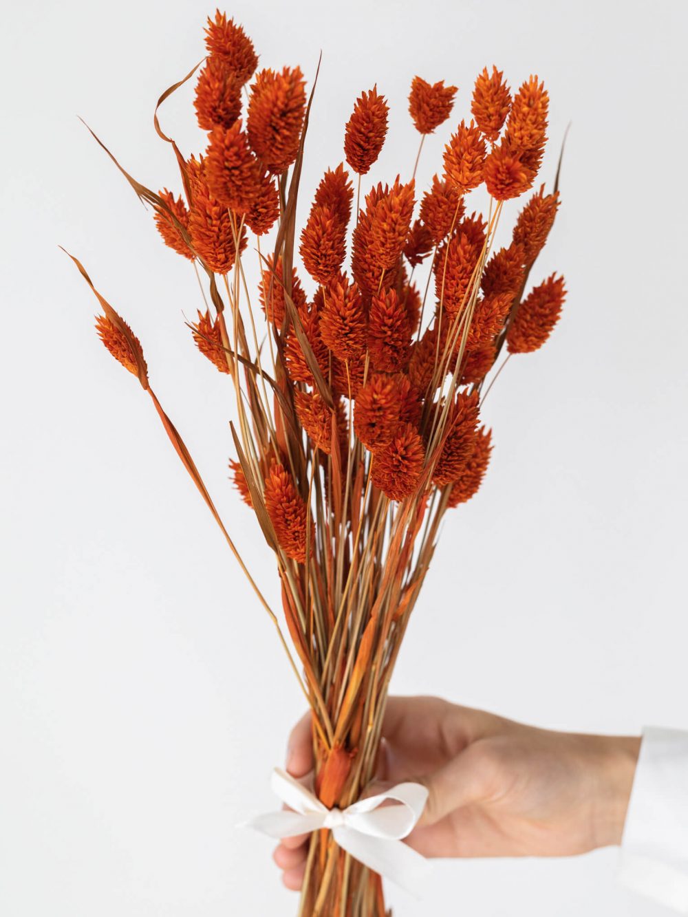 Phalaris / temno oranžen