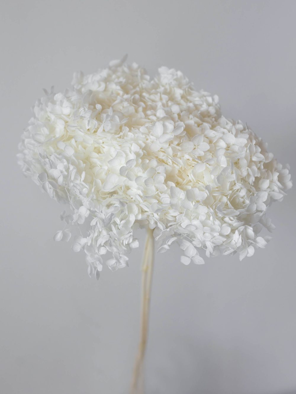 Hortenzija / bela preparirana